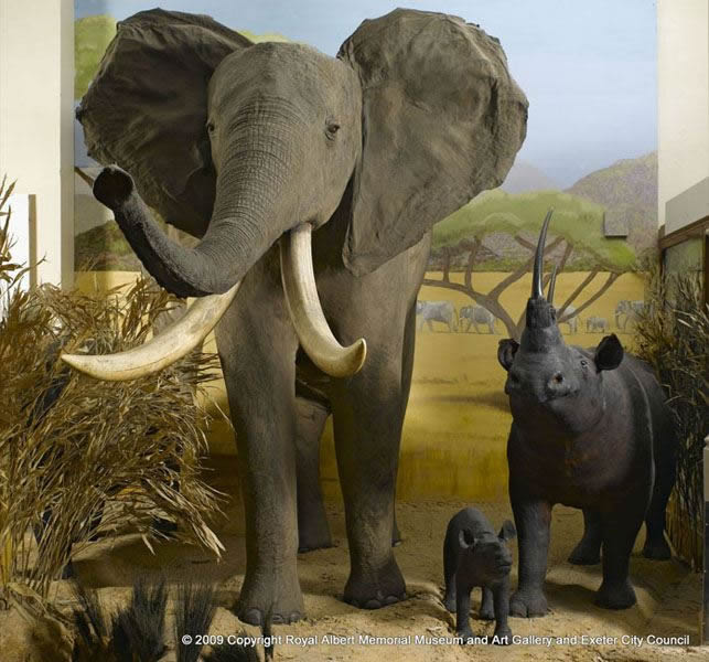 Gallery 10 - Case Histories: African Bull Elephant